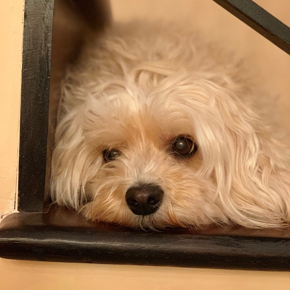 Meet your Posher, Kelly - Picture 1 of 1